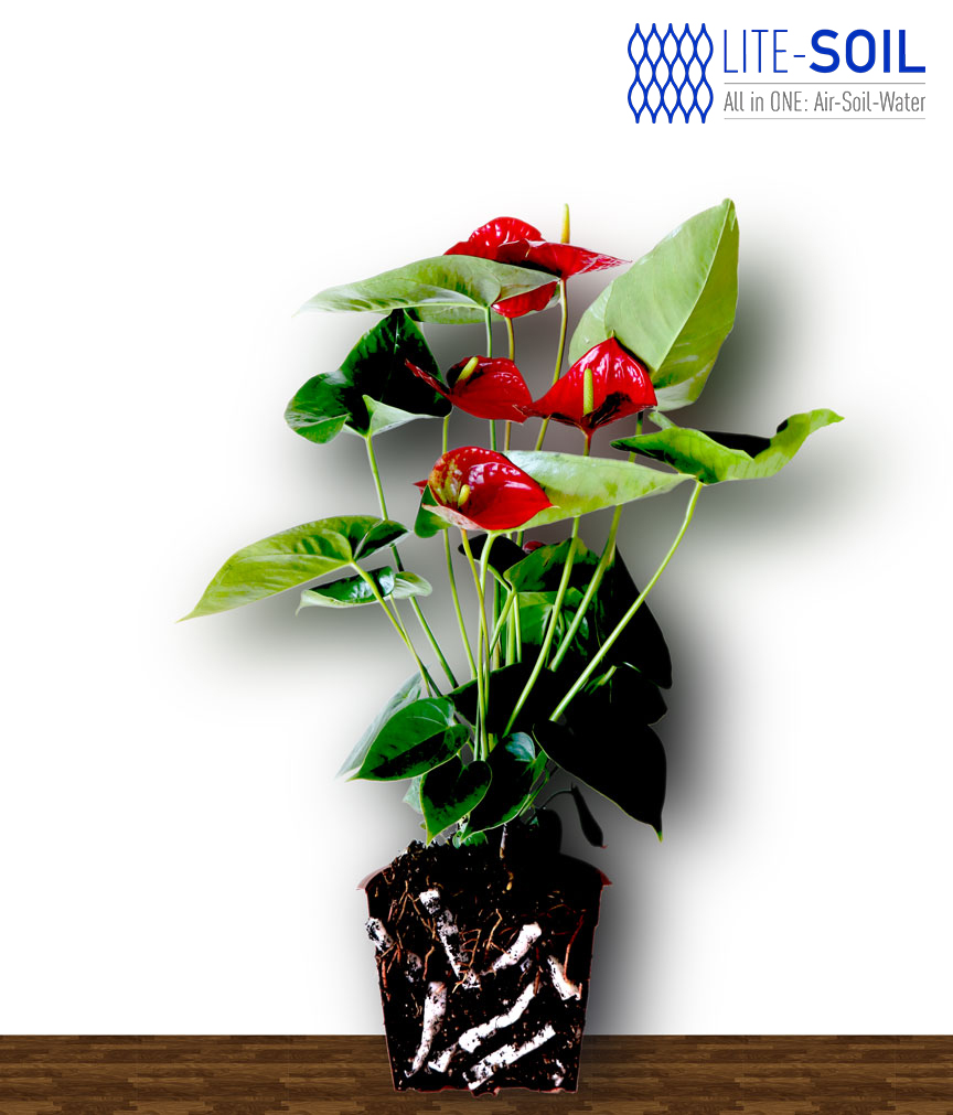 LITE-STRIPS maceta LITE-SOIL ahorrar agua almacenar agua Plantas Sequía