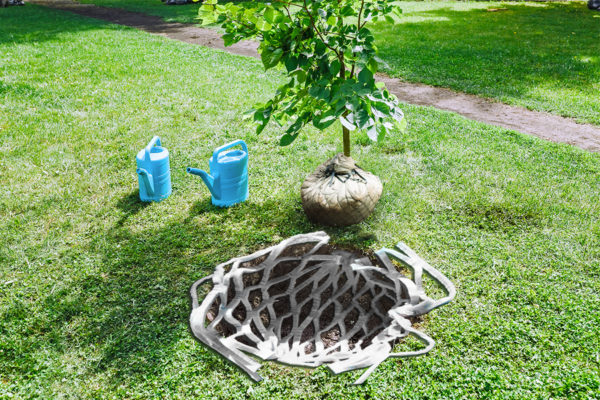 water storage for trees